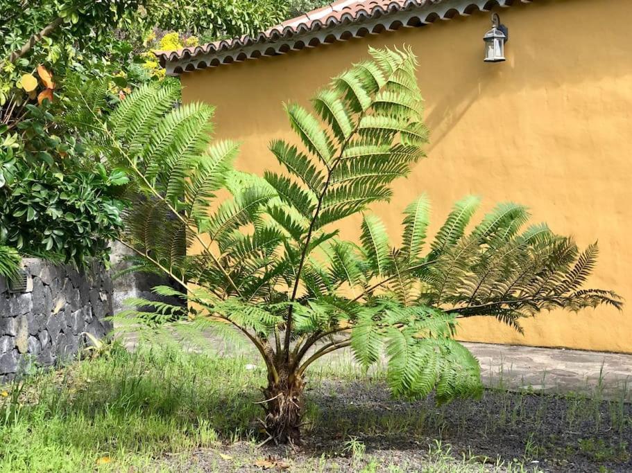 Rustic House La Montana Villa Breña Baja Dış mekan fotoğraf